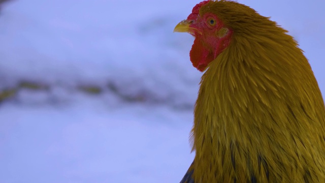 公鸡在雪地里四处张望视频下载
