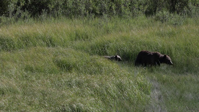 WS 4K拍摄的著名灰熊#399和她的4个害羞/幼熊(熊)走过沼泽视频素材