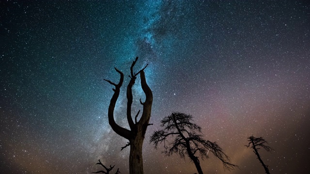 星空和银河覆盖着枯树视频素材