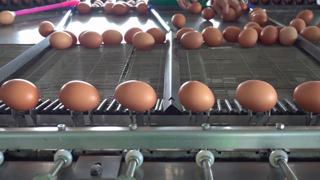 农场里的新鲜鸡蛋视频下载