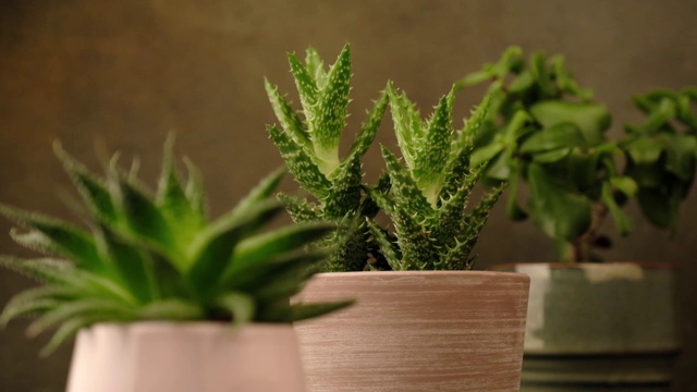 室内植物多汁的粉红色陶瓷盆在棕色的背景。焦点从一种植物转移到另一种植物，然后再转移回来。视频素材