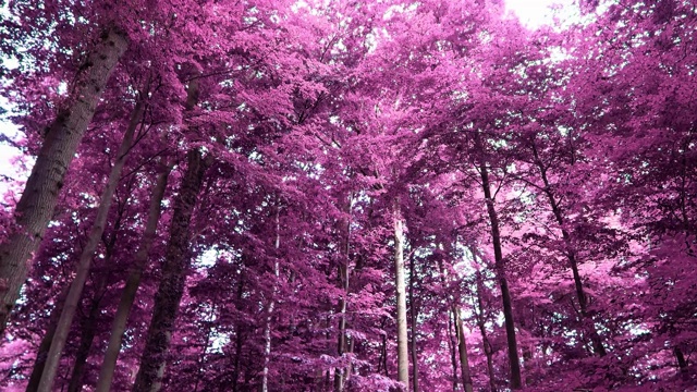 神奇的红外线镜头进入北欧的紫色森林视频下载