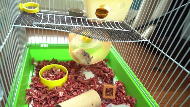 小仓鼠在笼子里的纺车上奔跑视频素材