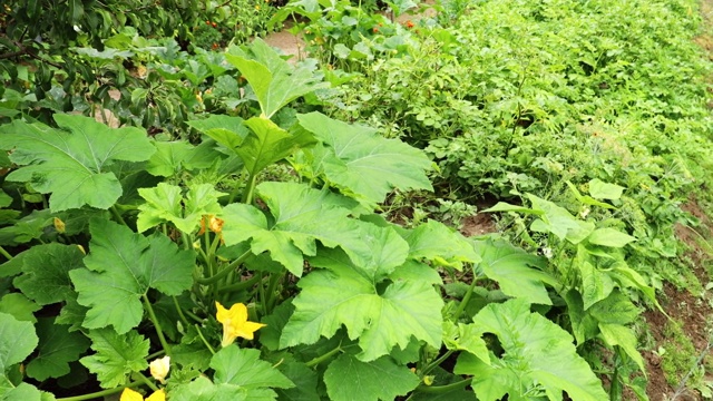 夏季花园子房花西葫芦或小胡瓜。骨髓是一种蔬菜，是某些葫芦品种的成熟果实视频素材