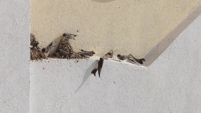 一个阳光明媚的秋天早晨，在一栋建筑的外墙上，成鸟和幼鸟在巢旁。视频素材