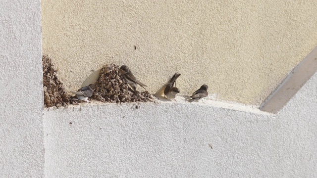 一个阳光明媚的秋天早晨，在一栋建筑的外墙上，成鸟和幼鸟在巢旁。视频素材