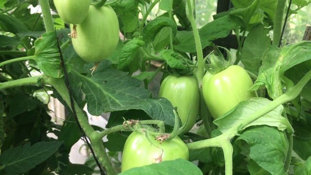 在花园里种植有机番茄视频素材