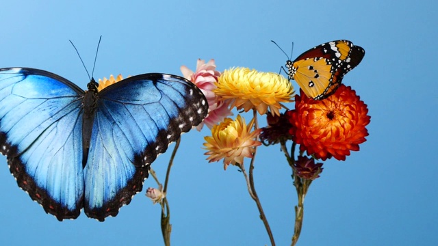 花上的蓝色大闪蝶和黄色虎蝶视频下载