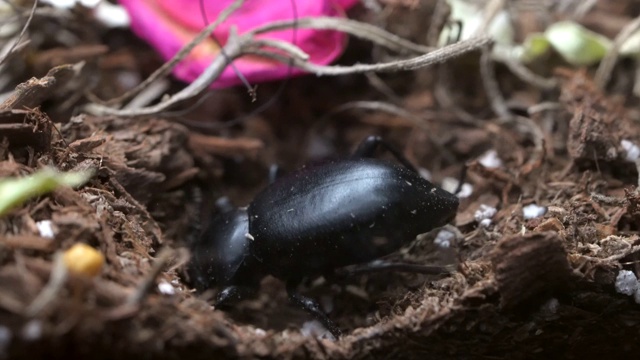 宏观暗甲虫挖掘产卵视频下载