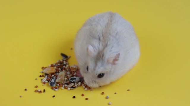 小毛茸茸的仓鼠吃食物在黄色的背景近距离视频素材