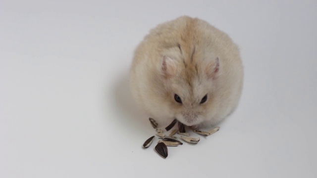 小毛茸茸的仓鼠吃葵花籽在白色的背景特写。视频素材