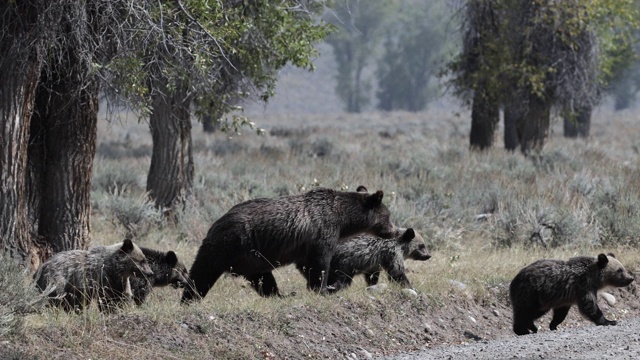 用4K MS拍摄了著名的灰熊#399和她的4只小熊(小熊熊)，它们正穿过我卡车前面的吉普车道视频下载