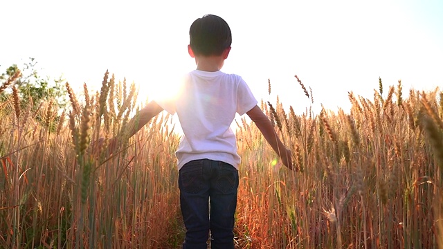 一个穿着白衬衫的男孩摊开双手站在麦田里。当太阳在早晨升起视频素材