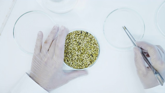 小麦实验室研究。用镊子选择培养物。视频下载