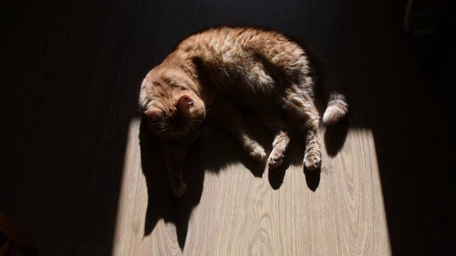 毛绒绒的猫躺在地板上摇着尾巴的剪影视频下载