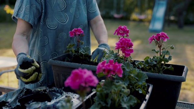 年长的妇女在她的花园花盆里种花视频素材