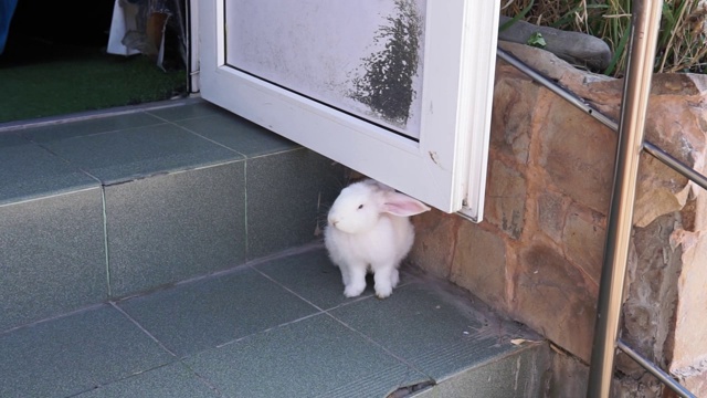 白兔在城市的街道上。兔子从动物园逃了出来视频素材