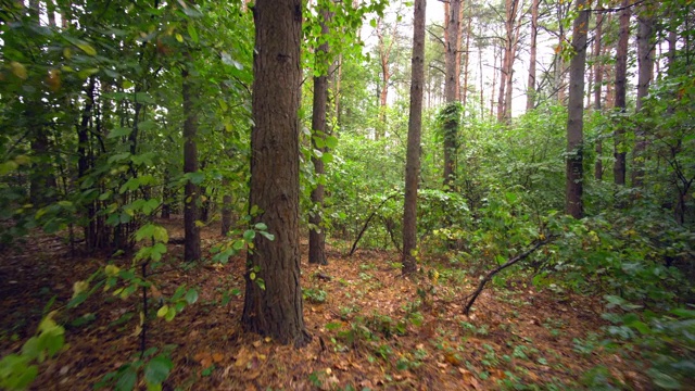 在森林中漫步视频下载