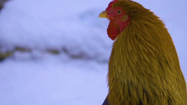 公鸡在冬天视频下载