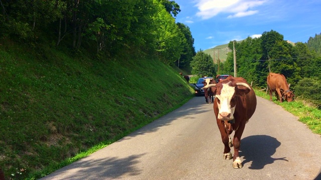 当奶牛离开高山草甸前往路边的农场时，会造成交通堵塞视频下载