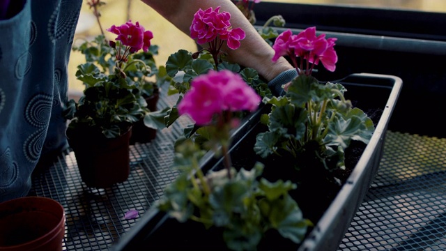 年长的妇女在她的花园花盆里种花视频素材