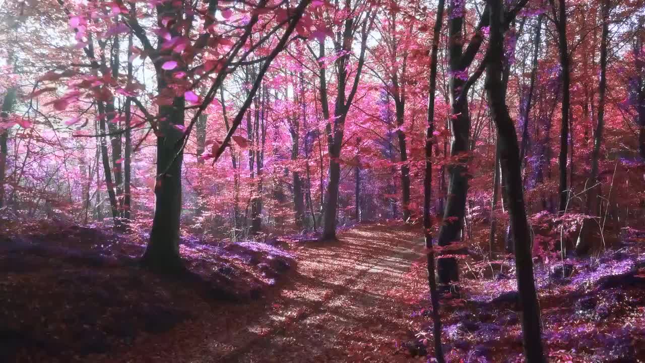 慢動作視頻的陽光在一個超現實的紫色森林視頻下載
