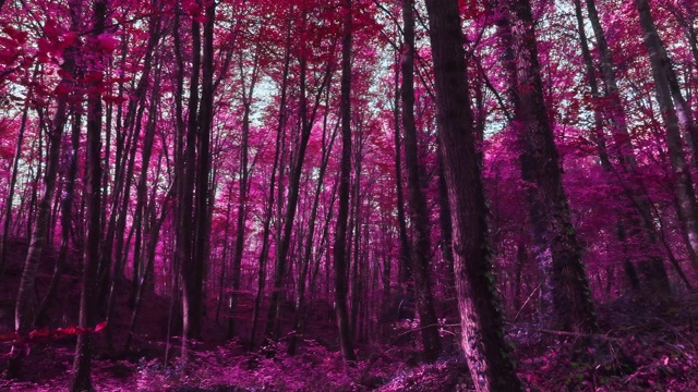 紫色超现实森林的实时视频视频下载