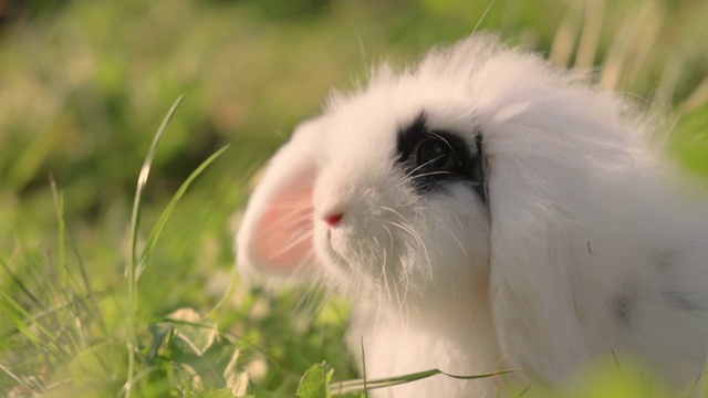 绿草中的小安哥拉兔。视频下载