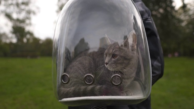 在公园徒步旅行的男子背着透明背包和猫。男性旅行与动物在透明的宠物背包。携带透气胶囊运送宠物。小猫来到Bubble Backpack。视频下载