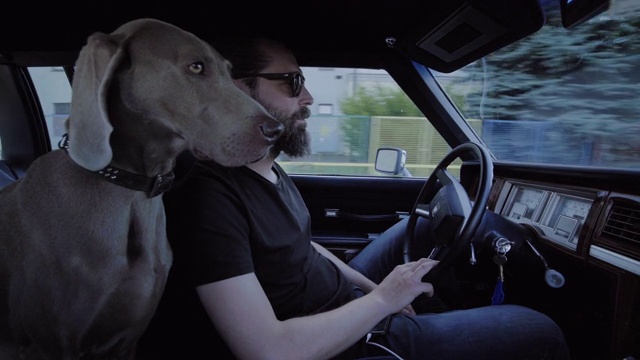 狗在旅行。和车主坐在车里视频下载