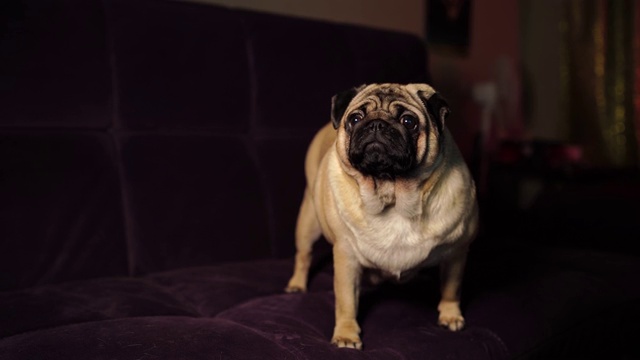 滑稽的哈巴狗站在家里的沙发上。一只可爱的狗在沙发上休息视频下载