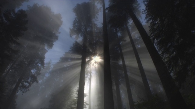 光线在森林，红木国家公园，加利福尼亚视频下载