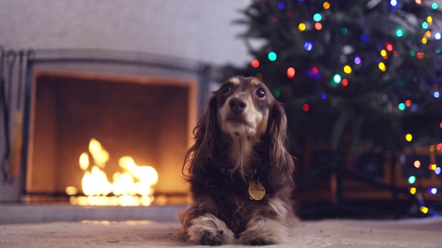 长毛腊肠狗与圣诞树灯和火视频下载