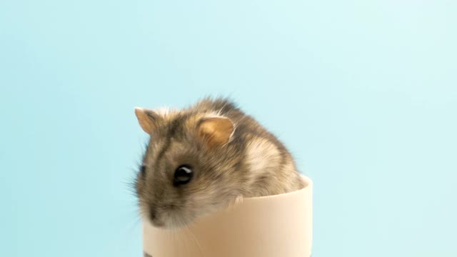 一个小有趣的迷你jungar仓鼠吃面包屑的特写。家里毛茸茸的、可爱的准噶尔鼠。视频素材