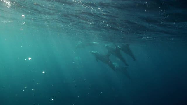 野生宽吻海豚的慢镜头视频购买