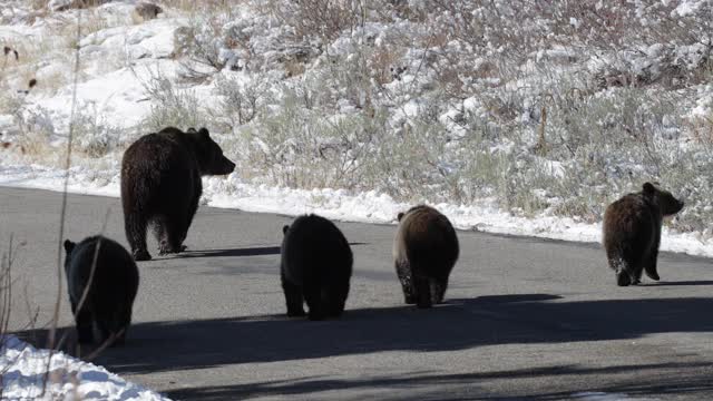用4K MS拍摄了著名的灰熊#399和她的4只小熊(小熊熊)，它们在我的卡车前穿过一条繁忙的高速公路视频素材