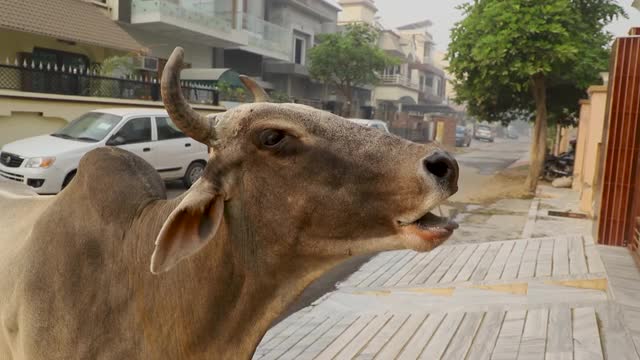 印度牛脸的特写镜头视频素材