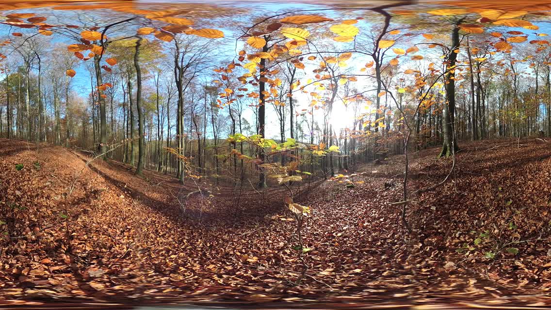 VR360，山毛榉林带秋季落叶，落叶林视频购买