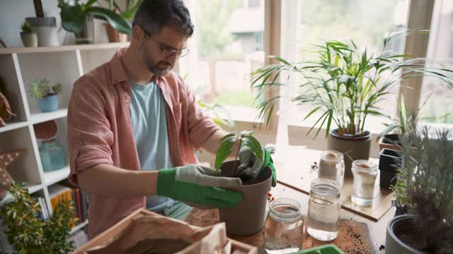男人在花盆里移植植物视频素材