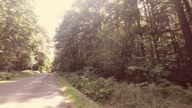 在森林道路上行驶的汽车视频下载