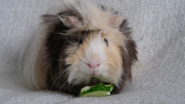 可爱有趣的天竺鼠吃黄瓜视频素材