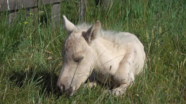 新生的小马驹躺在草地上睡觉视频下载