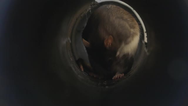 管子里的老鼠视频下载