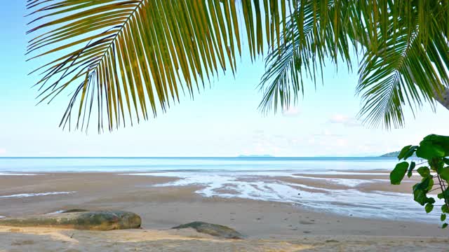 热带海滩。棕榈树。大自然。岛视频素材
