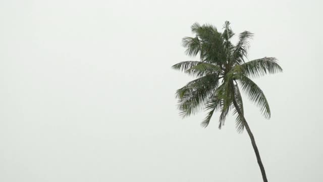一棵椰子树在暴雨与季风白色的天空拷贝空间视频素材
