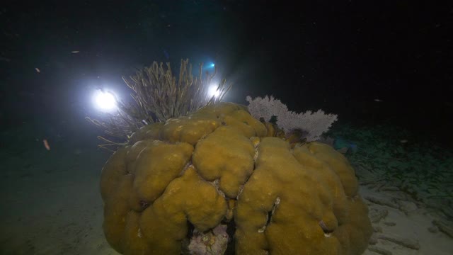慢镜头:绿色珊瑚由潜水员在黑暗的海-伯利兹城，伯利兹视频下载
