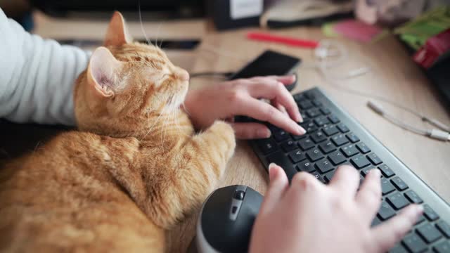 和一只猫一起使用台式电脑视频下载