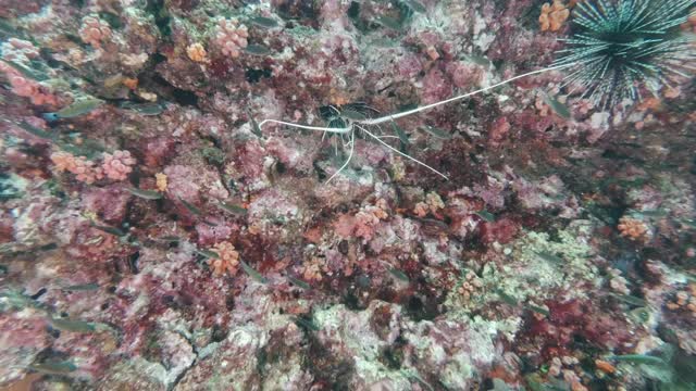 泰国水下珊瑚礁中的岩龙虾视频素材