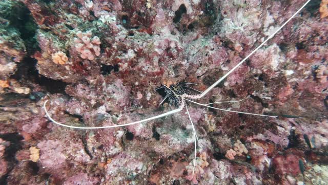活龙虾(Panulirus versicolor)在自然环境下的海底视频素材