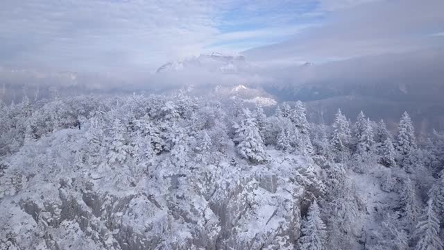 飞过覆盖着厚厚的积雪的树木视频素材